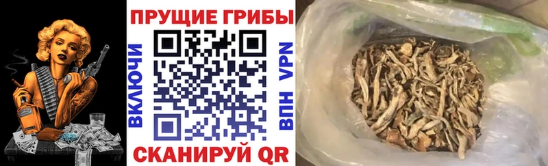 как найти наркотики  Сорочинск  Галлюциногенные грибы Cubensis 