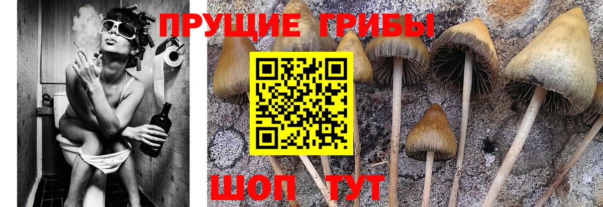 Сорочинск  Галлюциногенные грибы Cubensis  Вход с VPN 